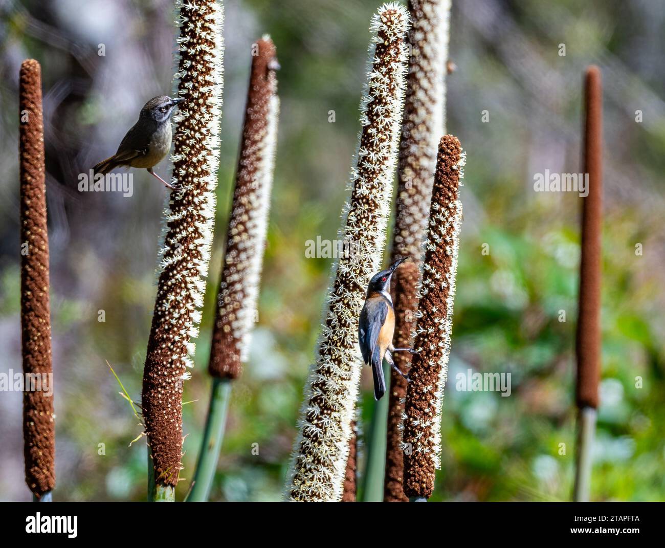 Vögel ernähren sich von Blütenstamm von Grasbäumen (Xanthorrhoea Media). New South Wales, Australien. Stockfoto