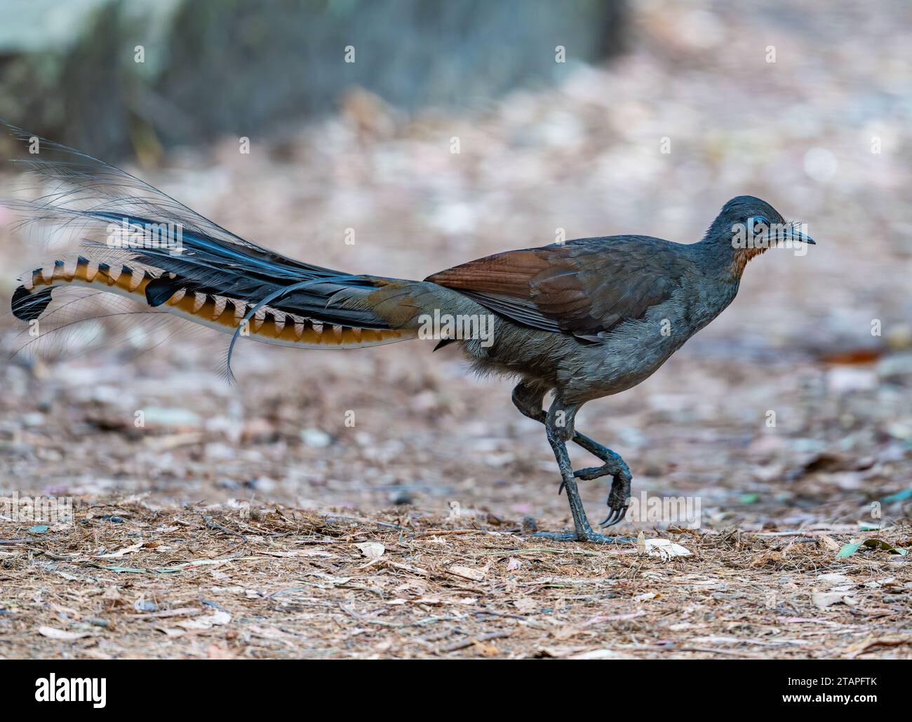 Ein männlicher hervorragender Lyrebird (Menura novaehollandiae) mit schickem langem Schwanz, der auf offenem Feld läuft. New South Wales, Australien. Stockfoto