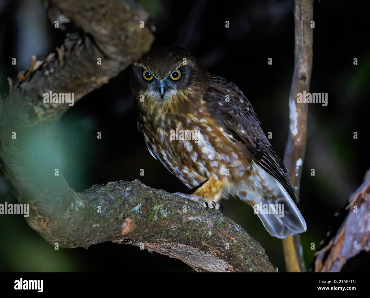 Ein Southern Boobook (Ninox Boobook) bei Nacht. Australien. Stockfoto