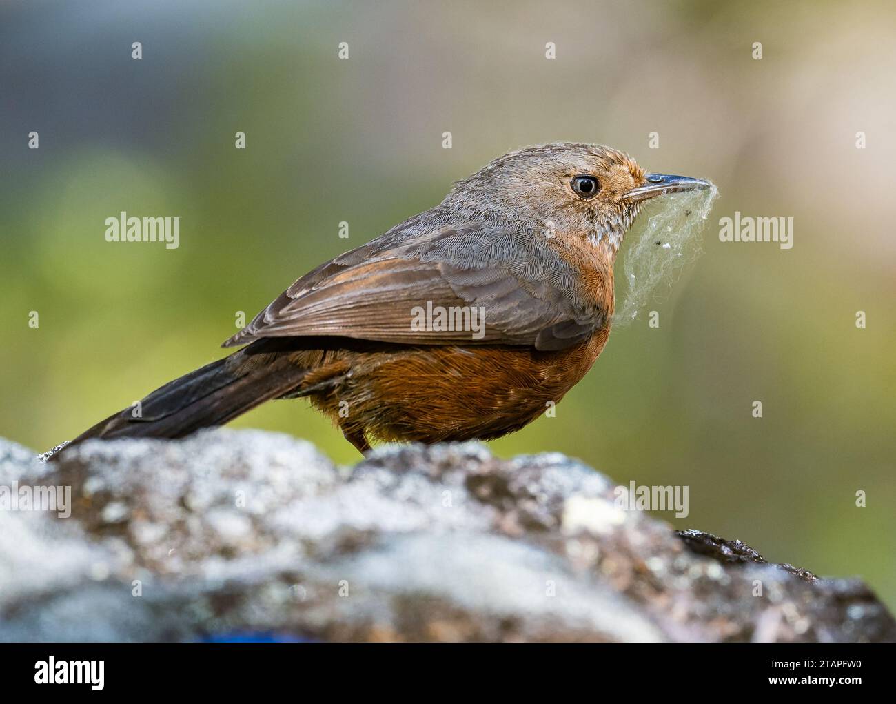 Ein Rockwarbler (Origma solitaria) sammelt Spinnennetze für Nestmaterial. New South Wales, Australien. Stockfoto