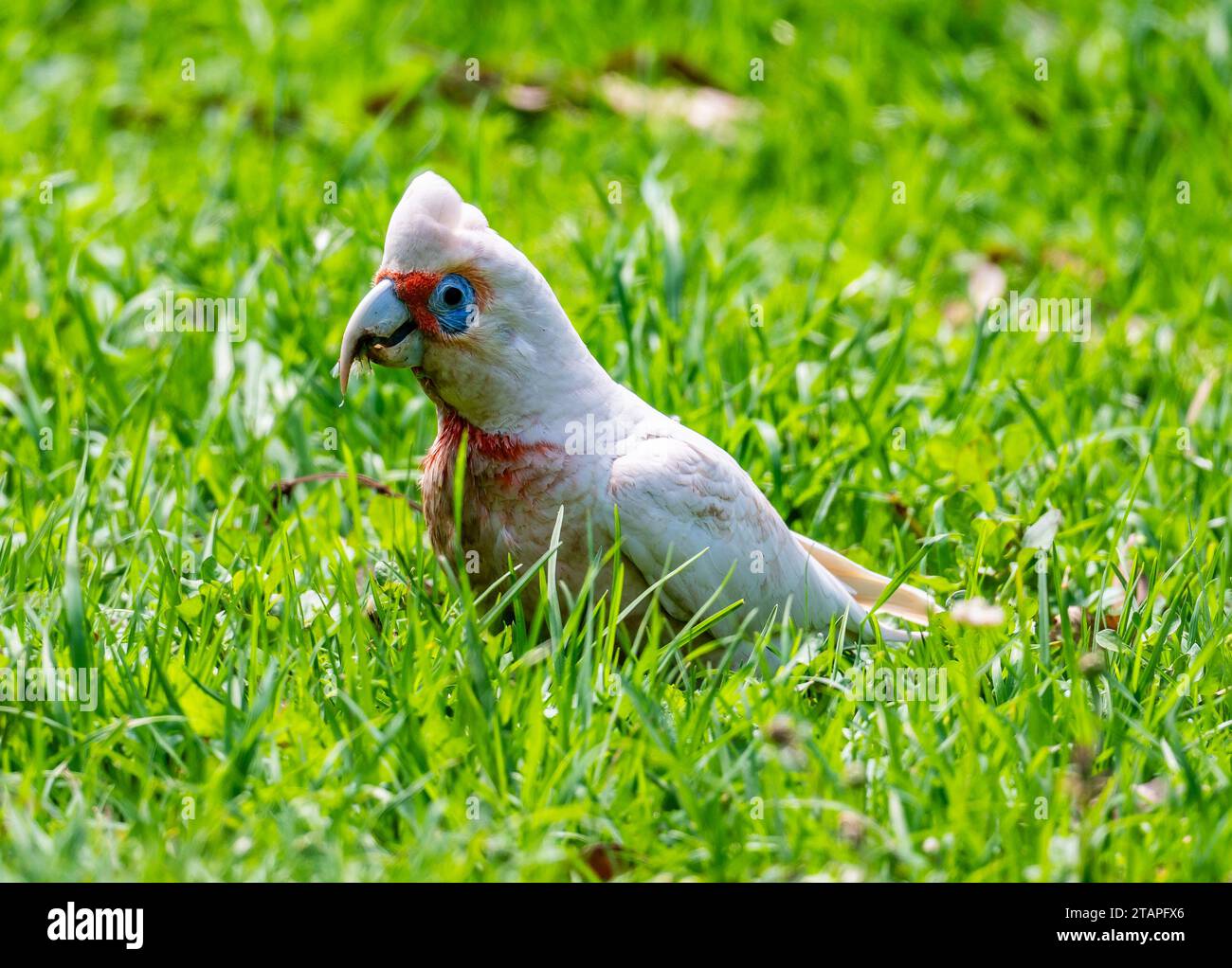 Ein langschnabeliger Corella (Cacatua tenuirostris), der sich in grünem Gras ernährt. New South Wales, Australien. Stockfoto