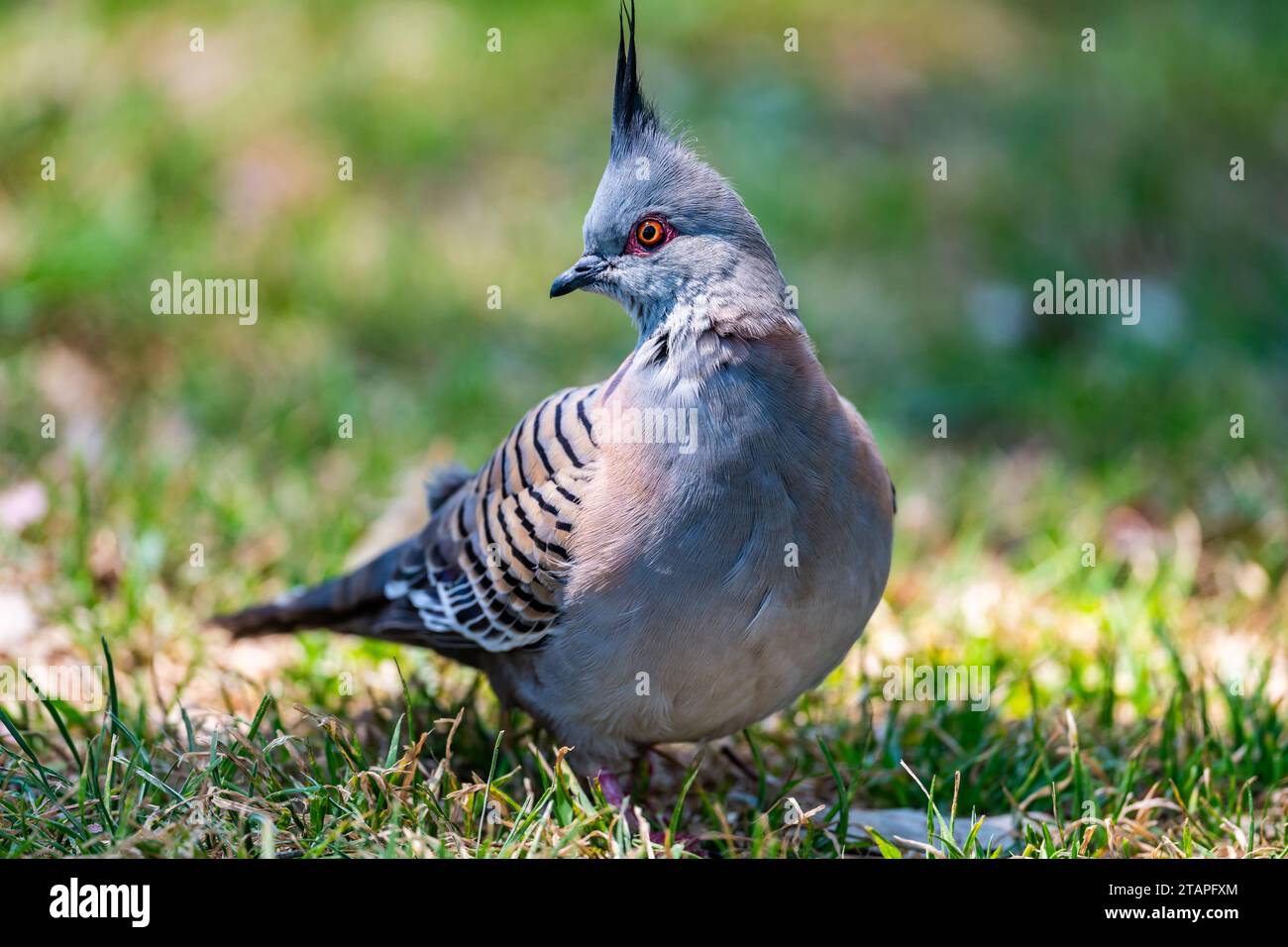 Eine Haubentaube (Ocyphaps lophotes) in freier Wildbahn. Victoria, Australien. Stockfoto
