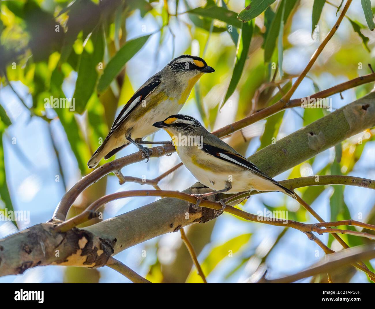 Zwei quergestreifte Pardaloten (Pardalotus striatus), die auf einem Baum thronen. Victoria, Australien. Stockfoto