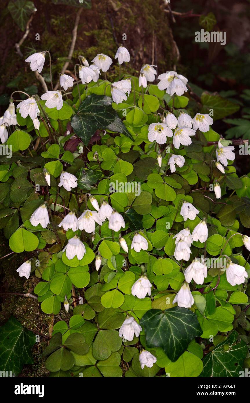 Oxalis acetosella „Sauerampfer“ Stockfoto