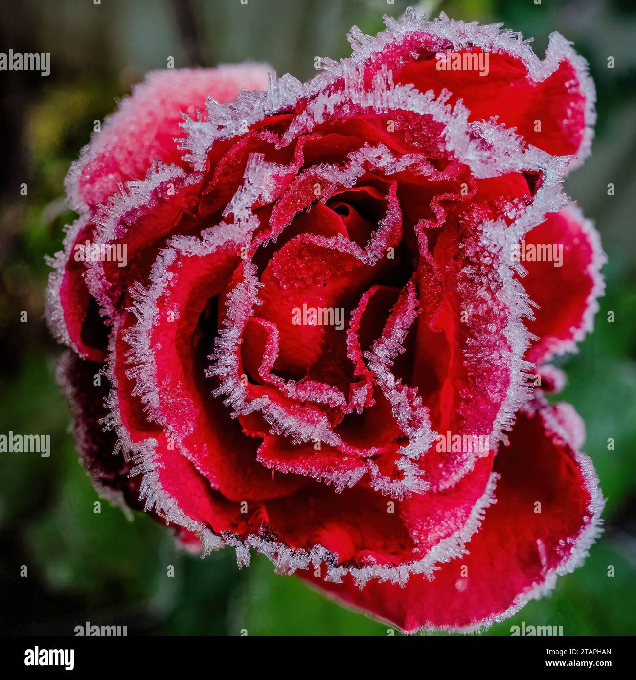 Eiskristall bedeckt Rosenblätter in Nahaufnahme an einem bitterkalten Wintermorgen. Stockfoto