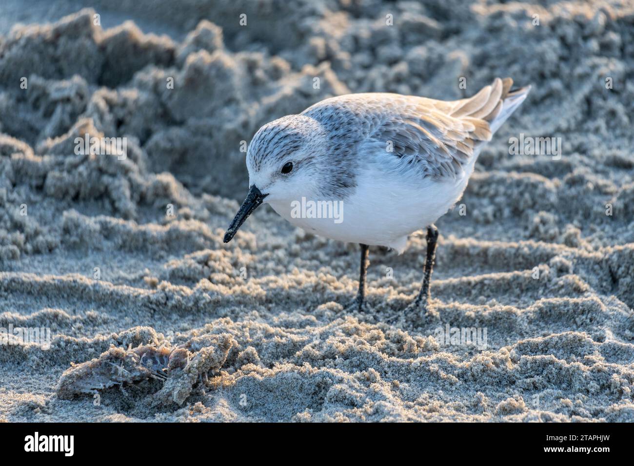 sanderling (Calidris alba) im nicht-Zuchtgefieder am Strand von Vlissingen, Niederlande Stockfoto