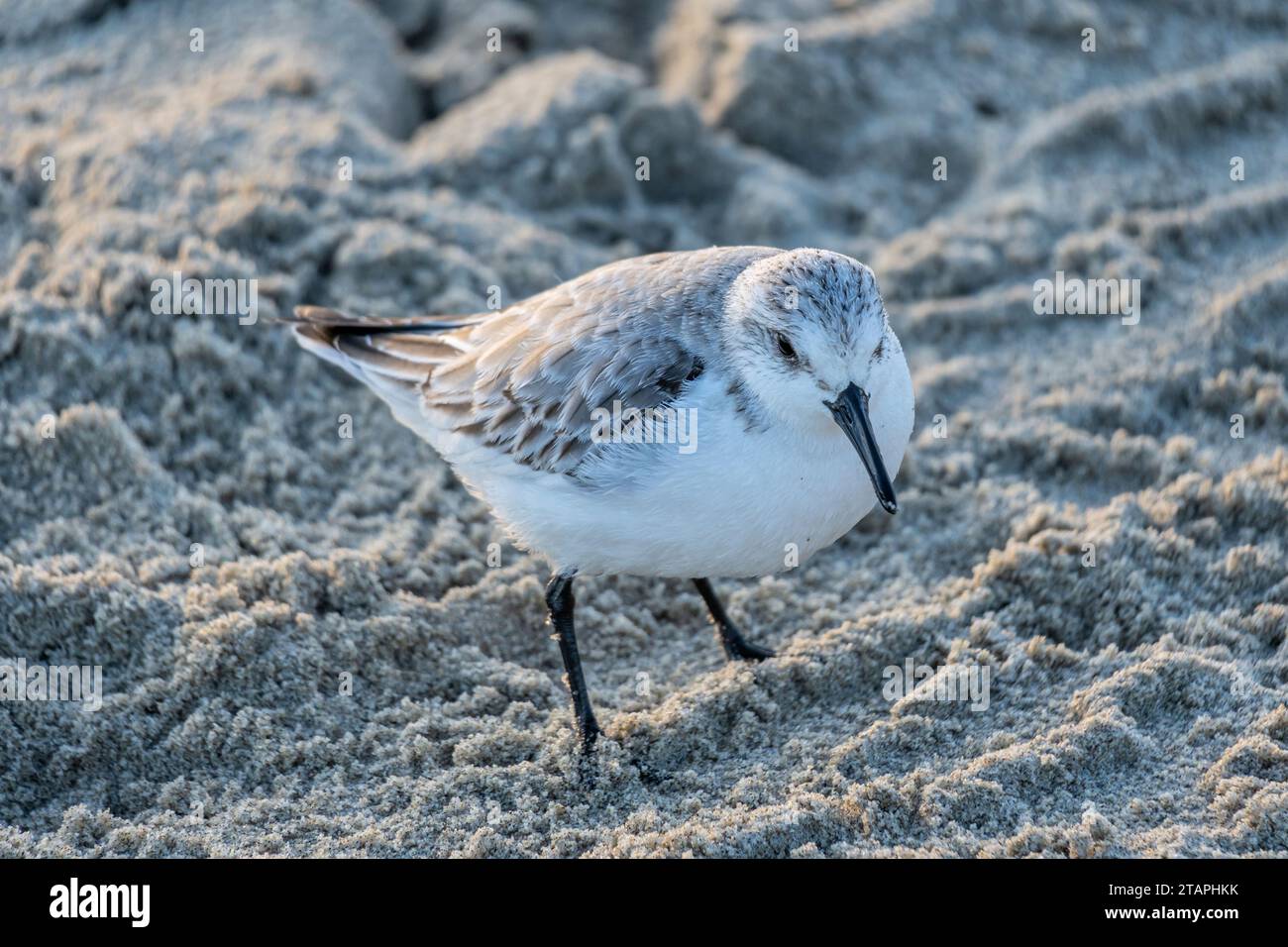 sanderling (Calidris alba) im nicht-Zuchtgefieder am Strand von Vlissingen, Niederlande Stockfoto