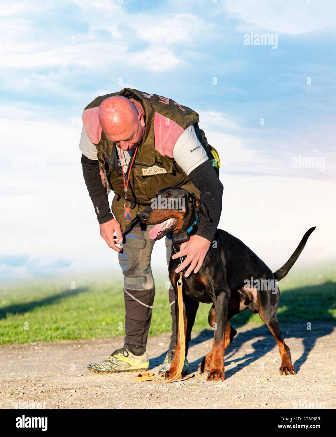 Junger Dobermann Pinscher Ausbildung zum Schutz in der Natur Stockfoto