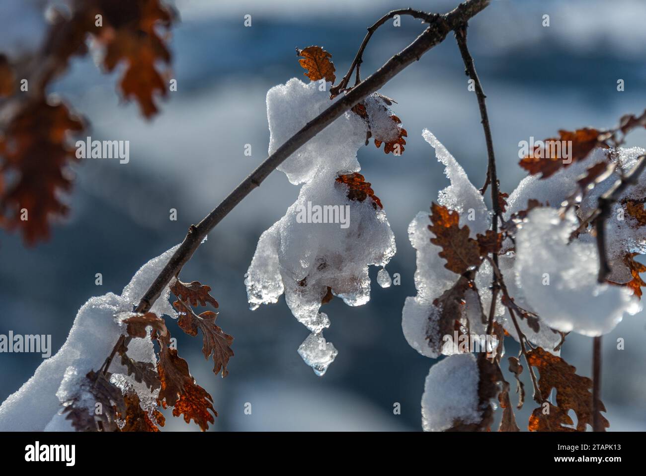 Eine Nahaufnahme von Schnee und Eiszapfen auf herbstfarbenen Blättern. Stockfoto