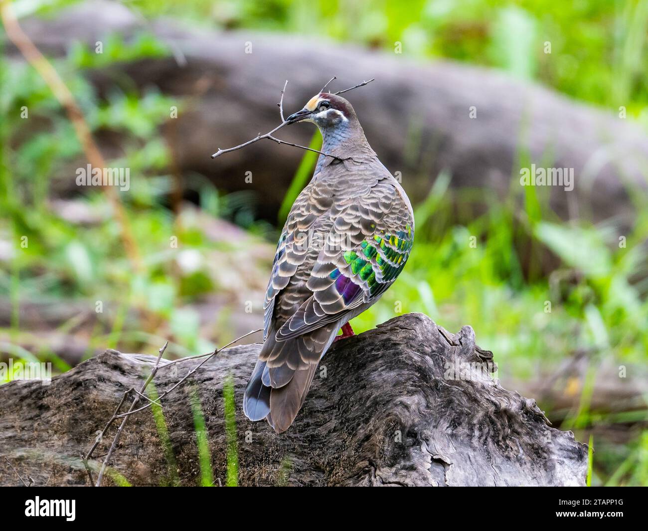 Eine gewöhnliche Bronzewing (Phaps chalcoptera), die Nestmaterial sammelt. Victoria, Australien. Stockfoto