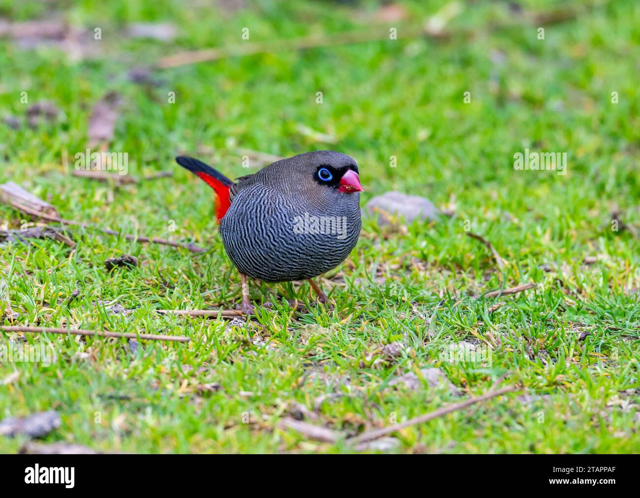 Ein wunderschöner Feuerschwanz (Stagonopleura bella), der auf grünem Gras forscht. Tasmanien, Australien. Stockfoto