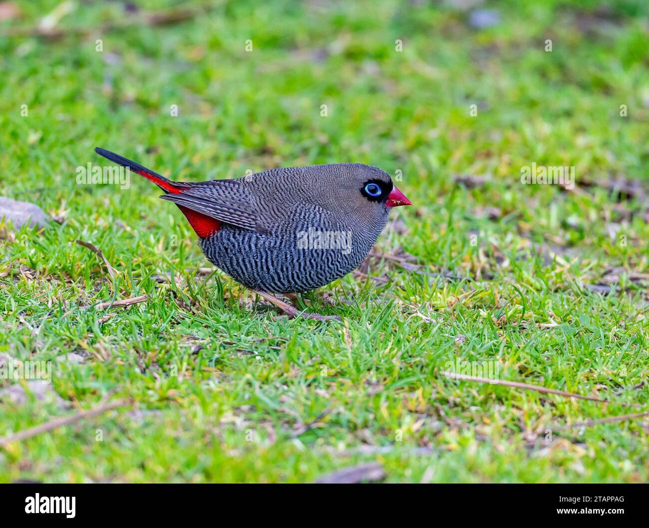 Ein wunderschöner Feuerschwanz (Stagonopleura bella), der auf grünem Gras forscht. Tasmanien, Australien. Stockfoto