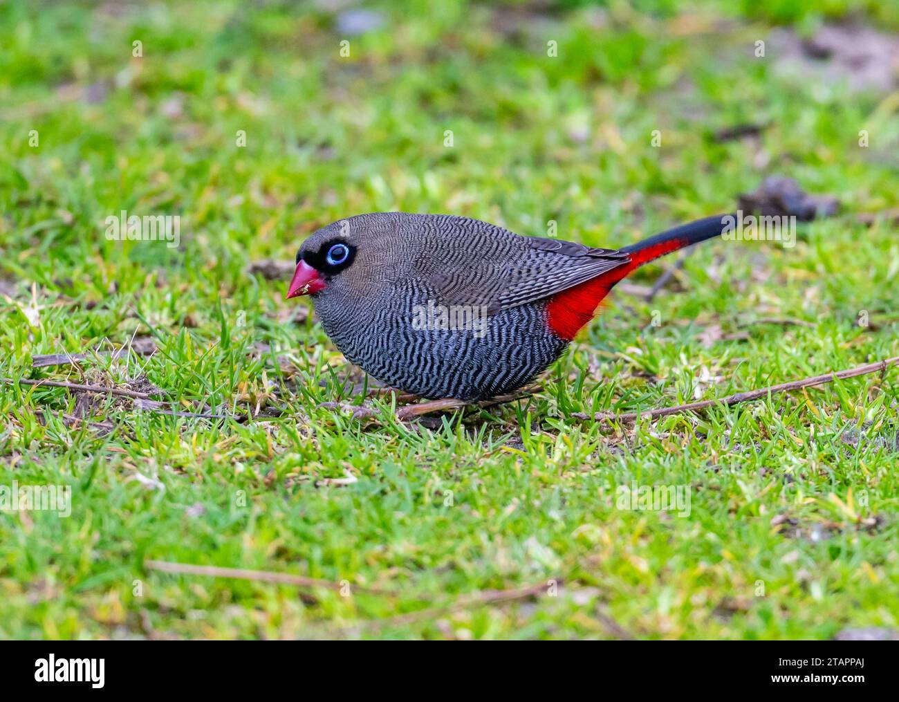 Ein wunderschöner Feuerschwanz (Stagonopleura bella), der auf grünem Gras forscht. Tasmanien, Australien. Stockfoto