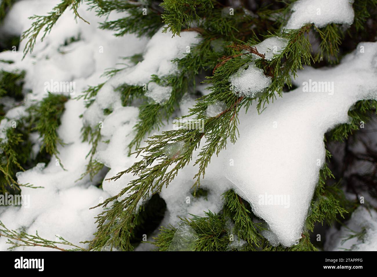 Schneebedeckte Zweige des Fichtenhintergrundes. Grüne Nadeln in Eisschneeflocken Nahaufnahme. Hintergrund für das Design der Website im Winter, Hintergrundbilder. Baumverzweigungen Stockfoto