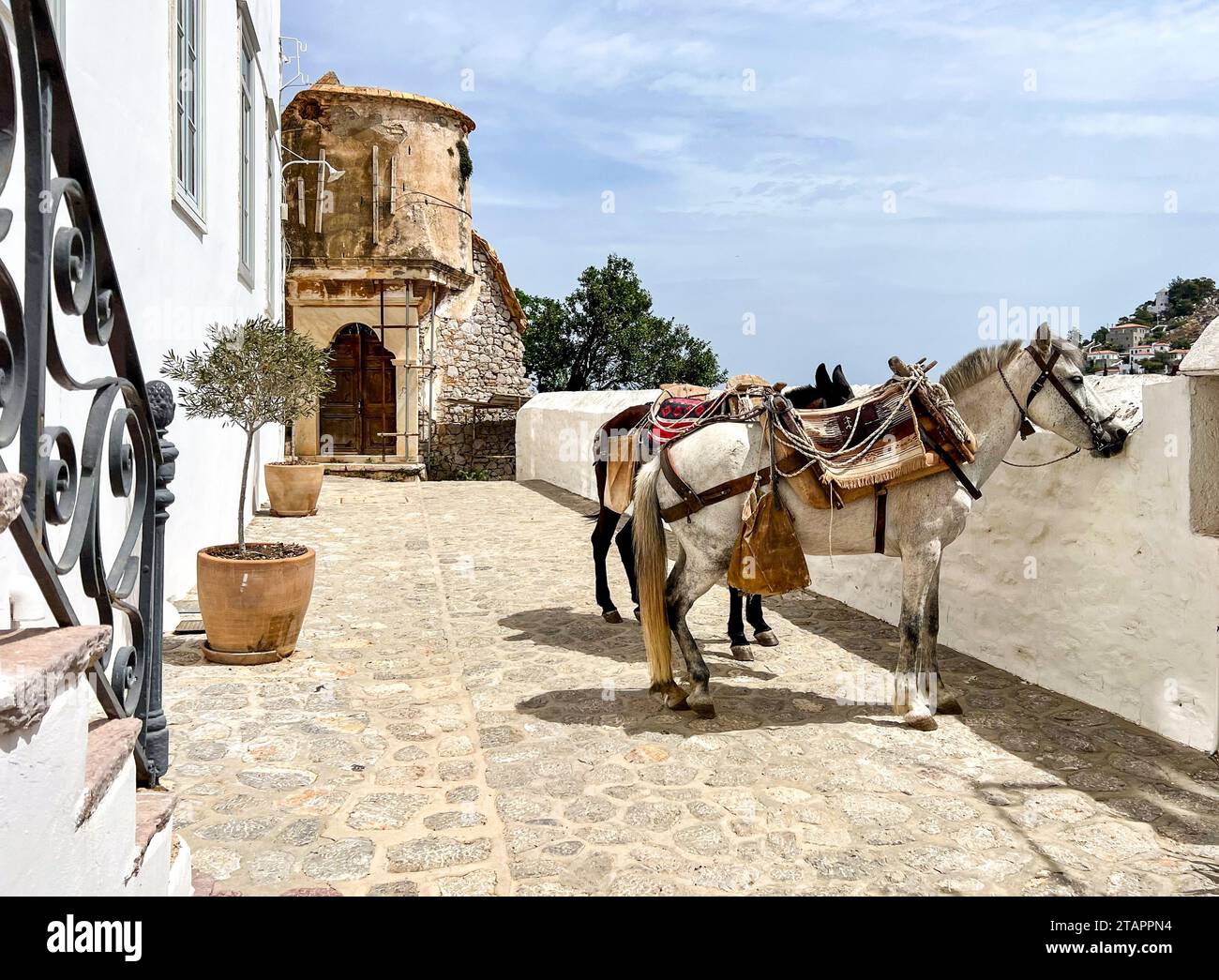 Zwei arbeitende Pferde stehen an einer Mauer in der Stadt, Hydra Port, Hydra (Ydra oder Idra), Saronische Inseln, Griechenland Stockfoto