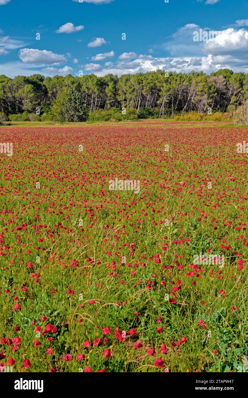 Des coquelicots dans un CHAMP en dans la Region de Aix en Provence Ventabren - Mohnblumen in einem Feld in der Region Aix en Provence Ventabren Stockfoto