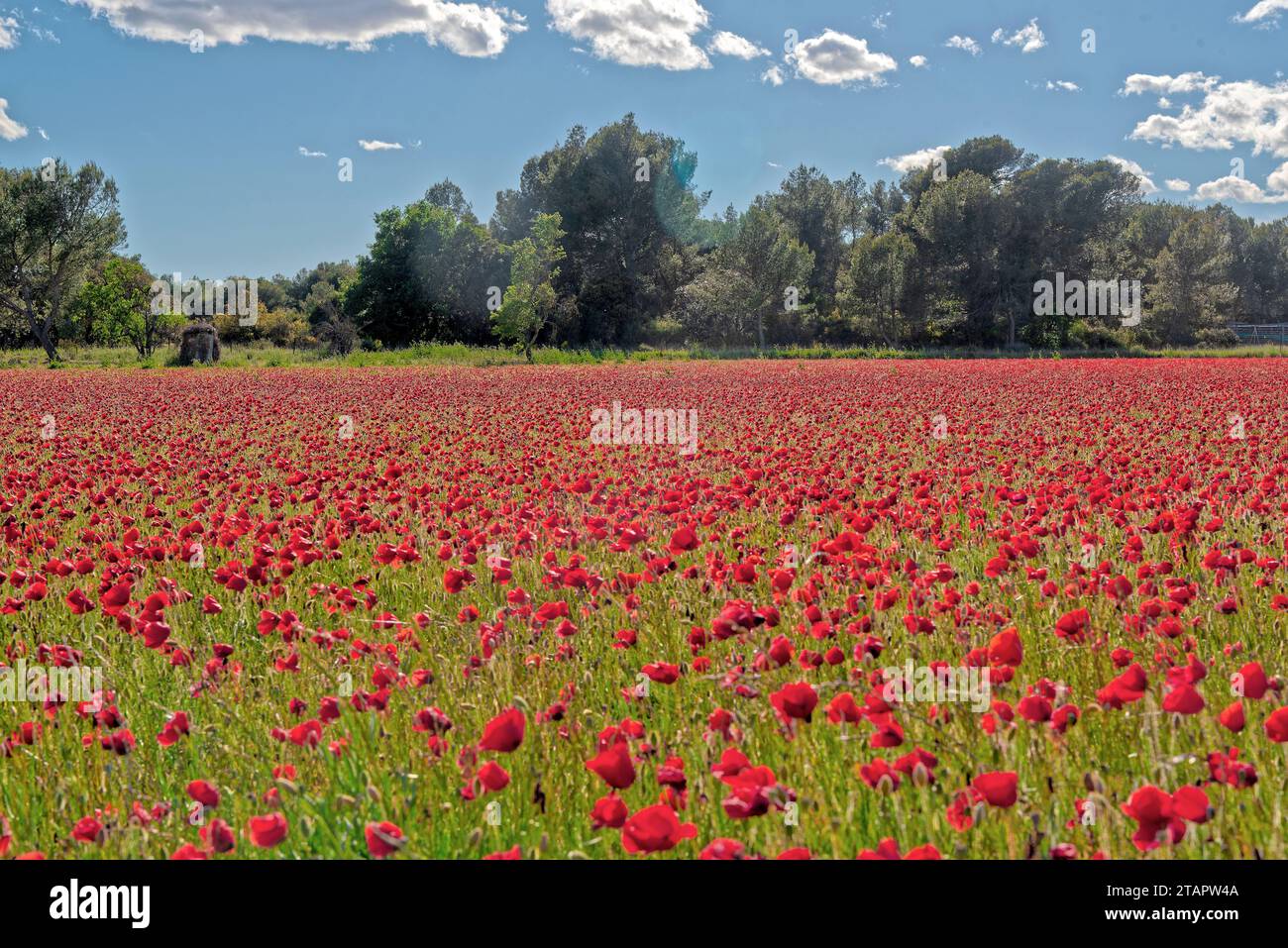 Des coquelicots dans un CHAMP en dans la Region de Aix en Provence Ventabren - Mohnblumen in einem Feld in der Region Aix en Provence Ventabren Stockfoto