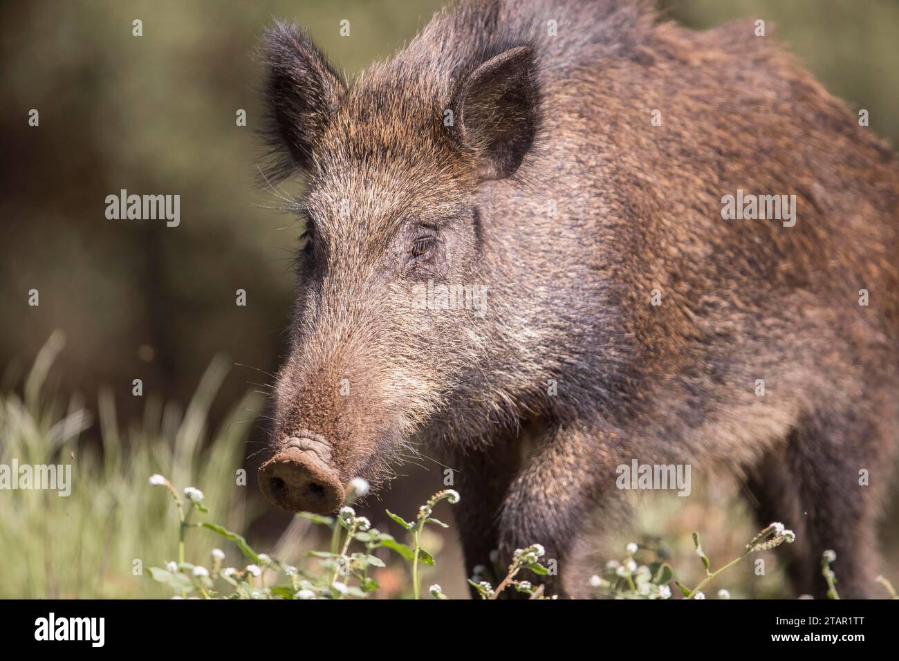 Wildschwein (Sus scrofa) an der Trinkrinne, Extremadura, Castilla La Mancha, Spanien Stockfoto