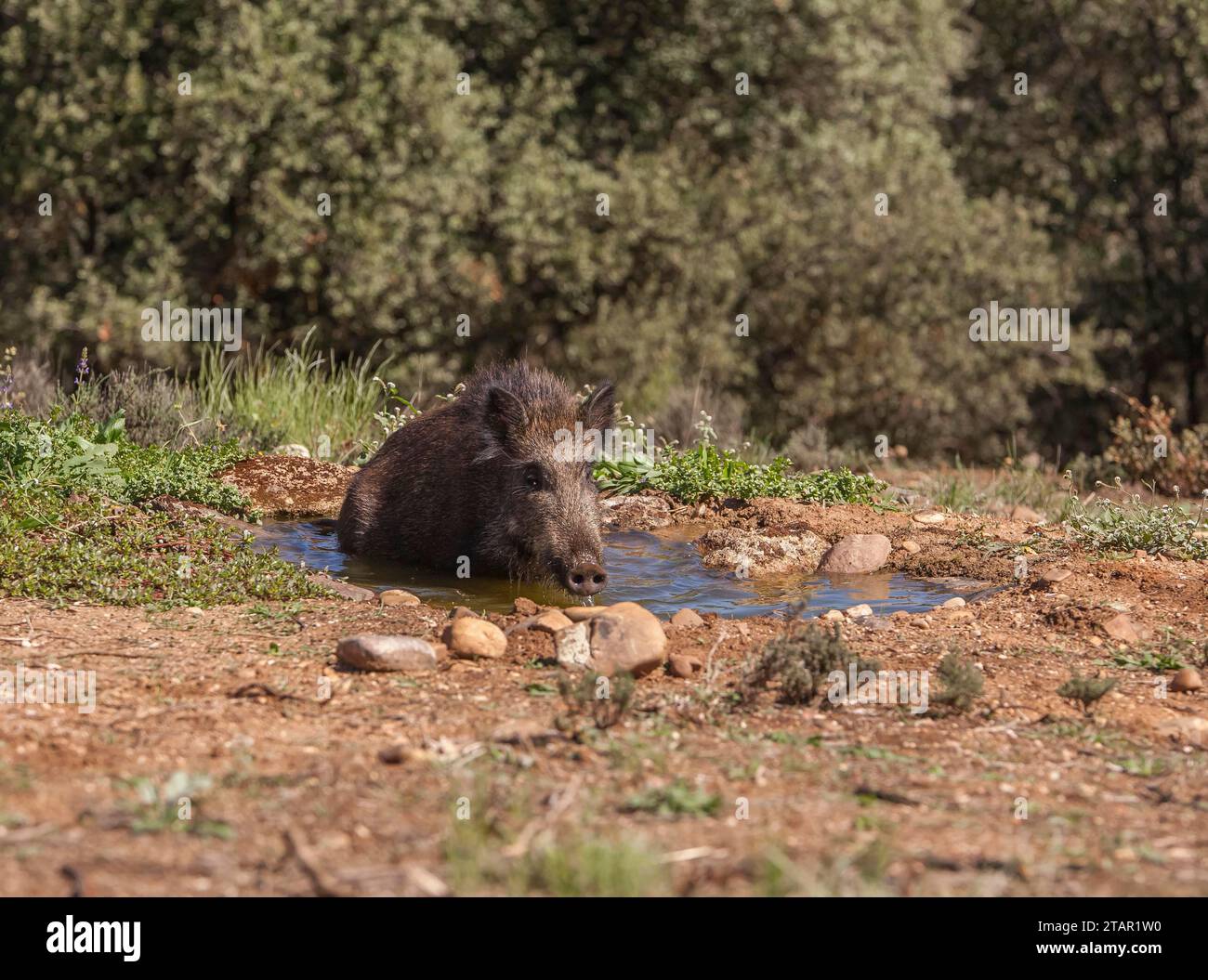 Wildschwein (Sus scrofa) an der Trinkrinne, Extremadura, Castilla La Mancha, Spanien Stockfoto