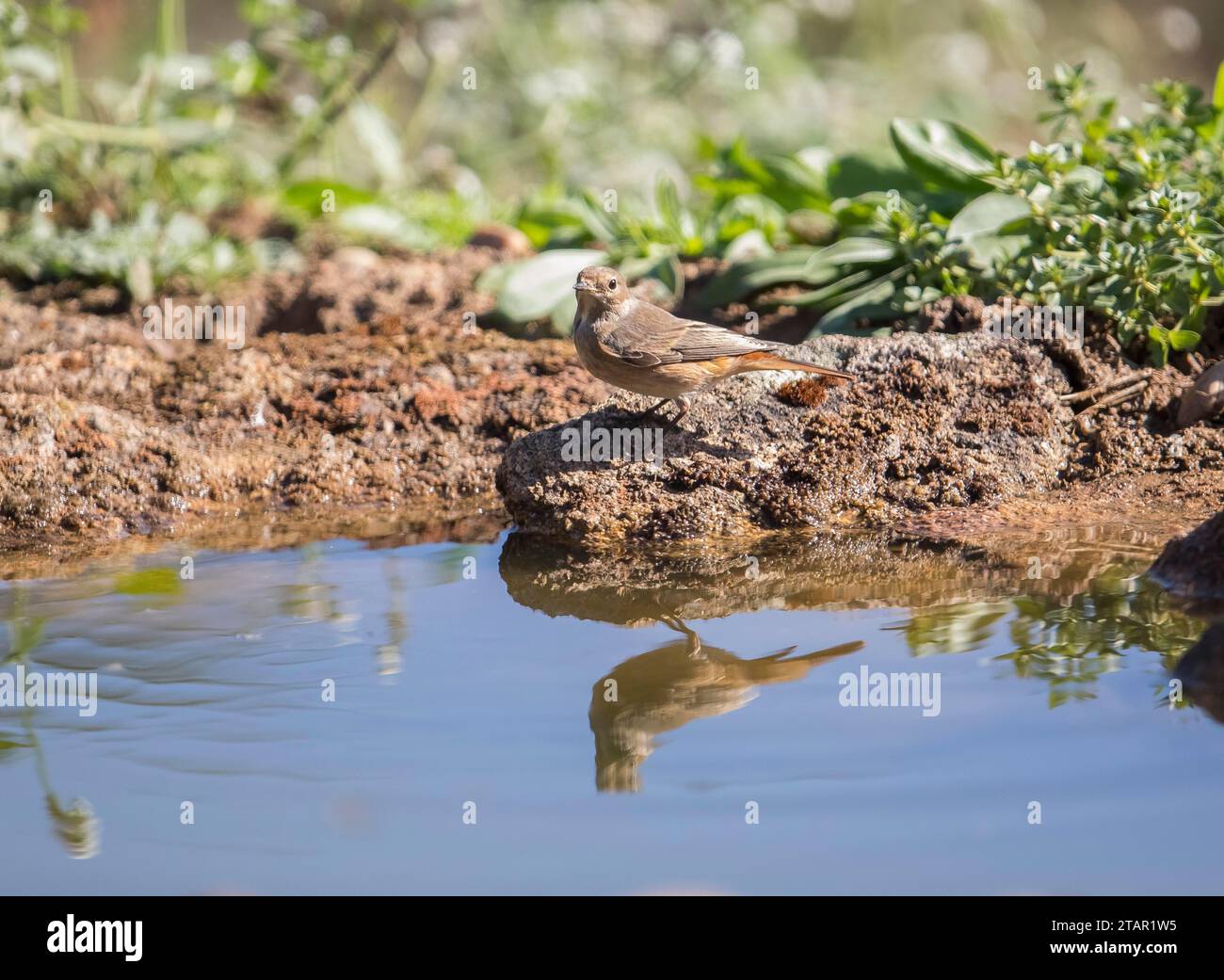 Gemeinsamer Rotstart (Phoenicurus phoenicurus), weiblich, Extremadura, Castilla La Mancha, Spanien Stockfoto