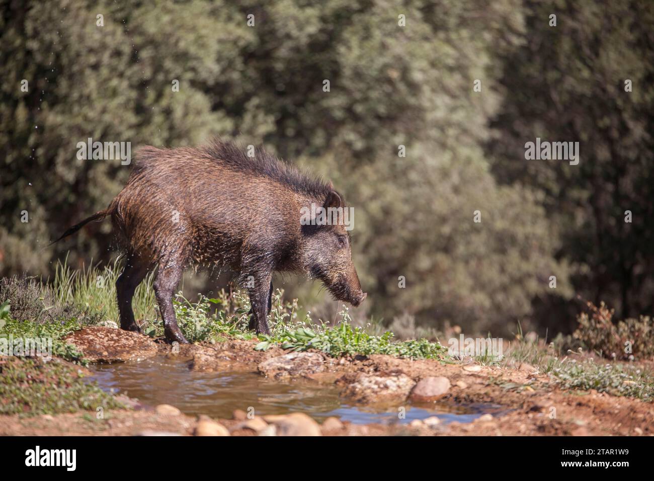Wildschwein (Sus scrofa) an der Trinkrinne, Extremadura, Castilla La Mancha, Spanien Stockfoto