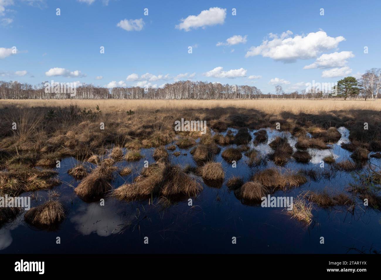 Wasserspiegelung vom blauen Himmel auf den Feuchtwiesen im Professormoor im Naturschutzgebiet Duvenstedter Bach, Wohldorf-Ohlstedt, Hamburg Stockfoto