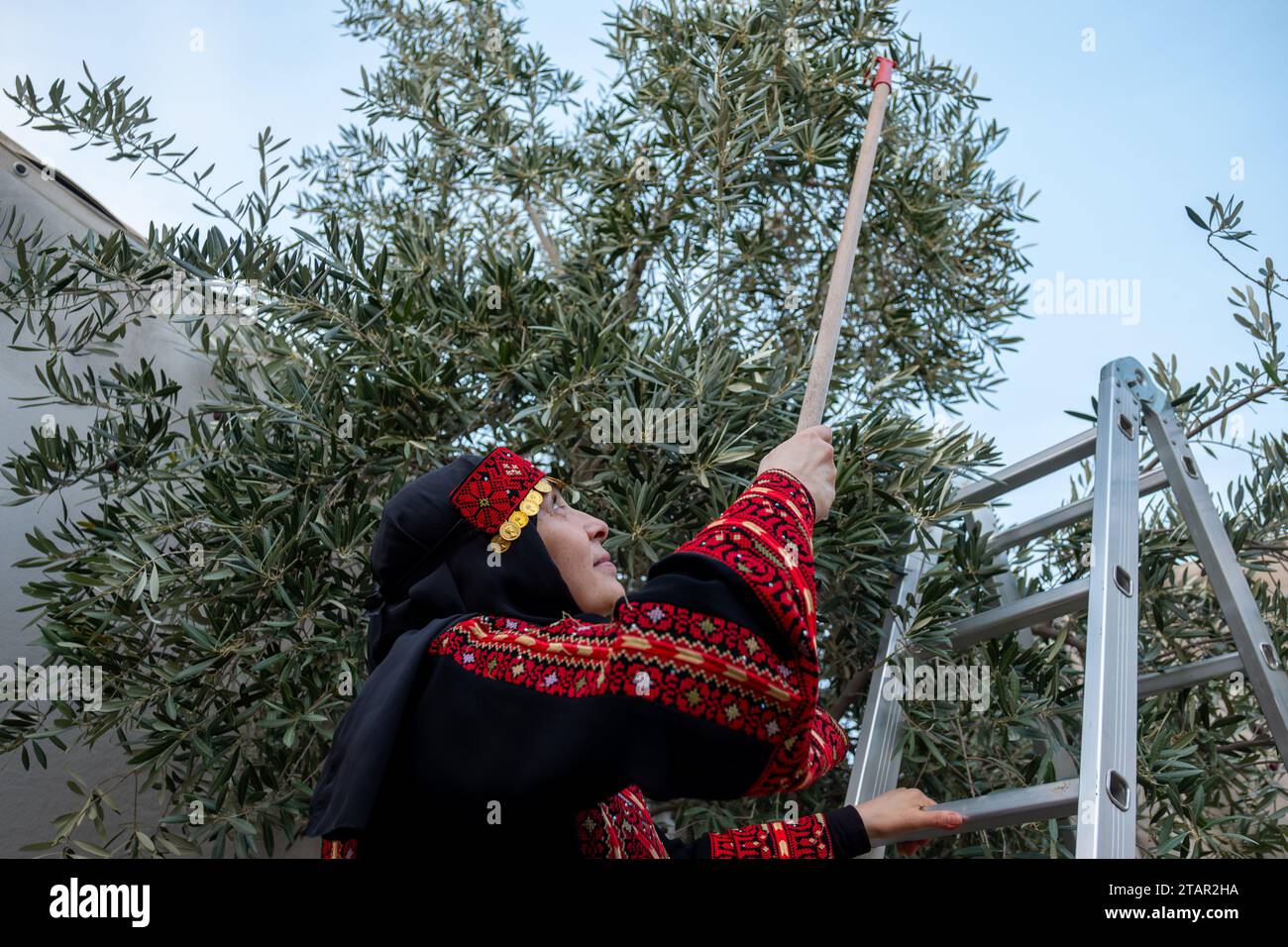 Palästinensische Frau, die in traditioneller Kleidung Oliven vom Baum sammelt Stockfoto