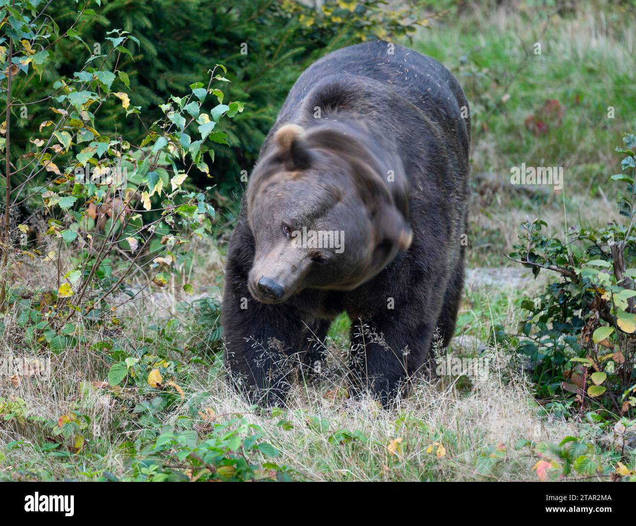 Braunbär (Ursus arctos), der auf einer Waldwiese steht und den Kopf schüttelt, gefangen, Deutschland Stockfoto