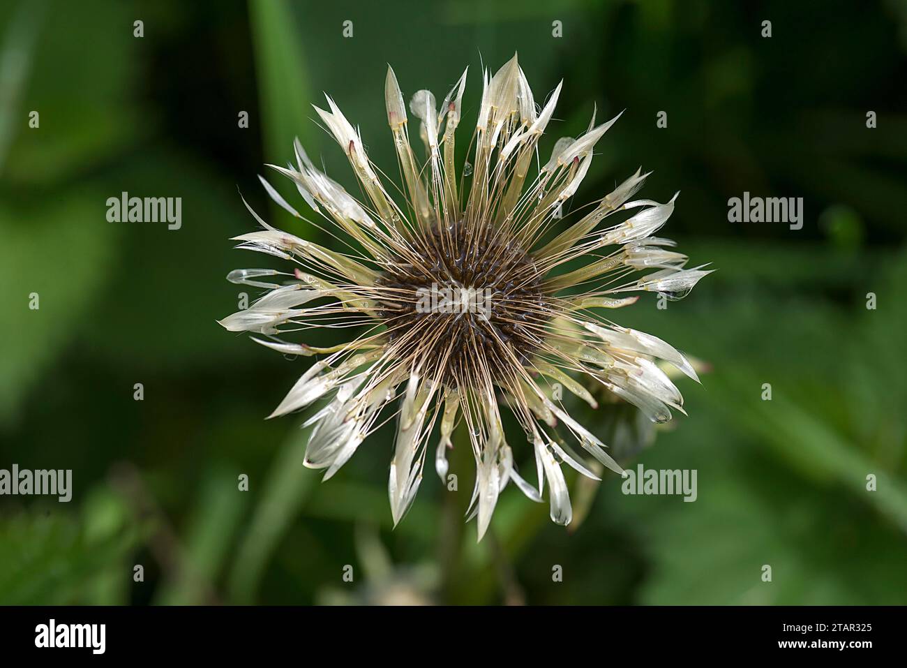 Nasse verblasste Löwenzahn Blume Taraxacum), Bayern, Deutschland Stockfoto