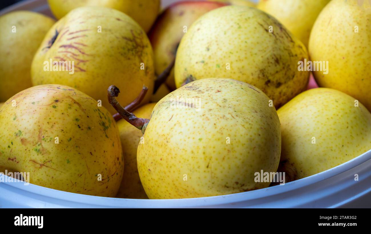 Birnen. Nahaufnahme der geernteten Früchte Stockfoto