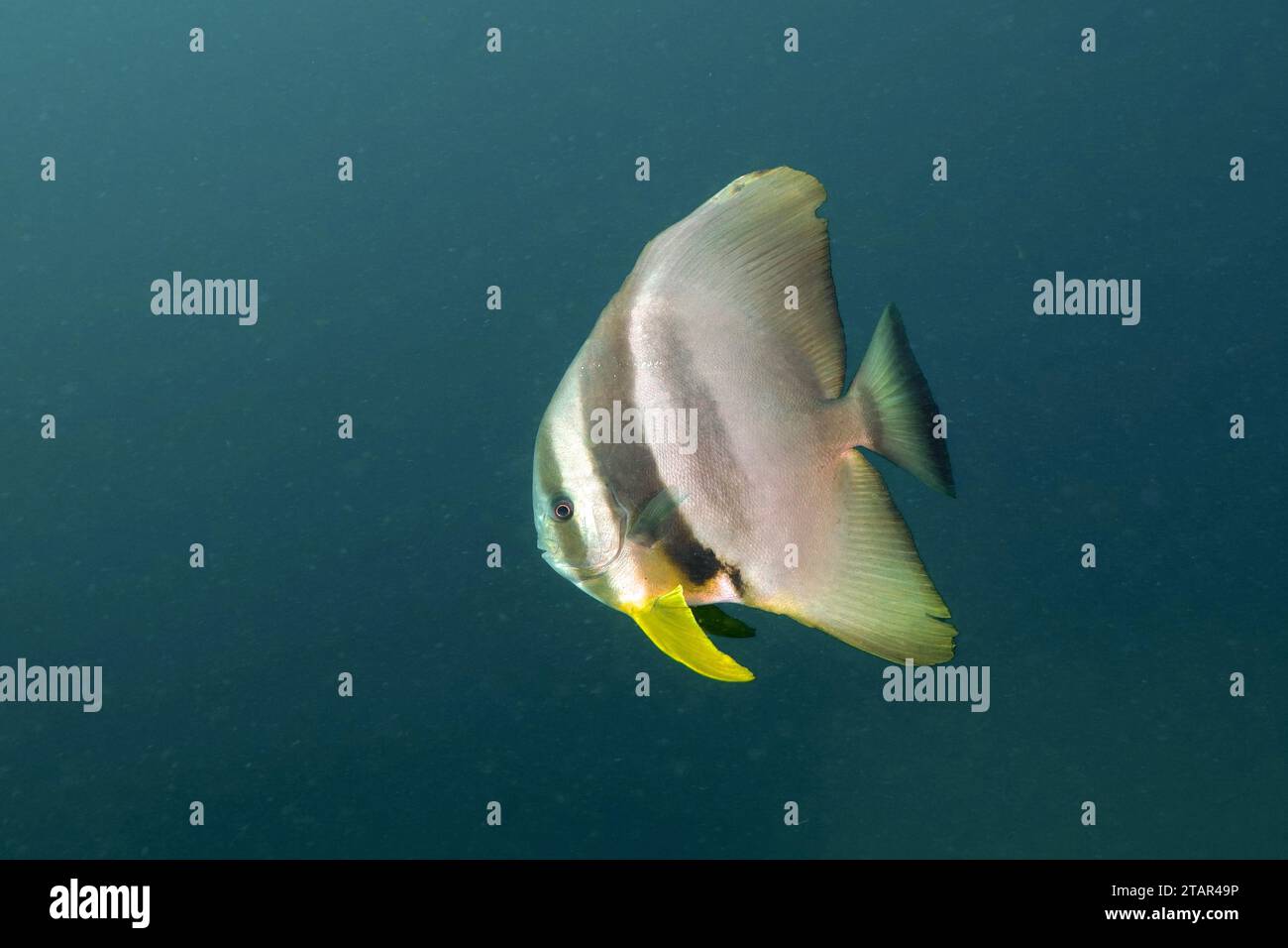 Langflossen-Fledermausfische (Platax teira) vor einem monochromen Hintergrund, abnehmbar. Tauchplatz Aliwal Shoal, Umkomaas, KwaZulu Natal, Südafrika Stockfoto
