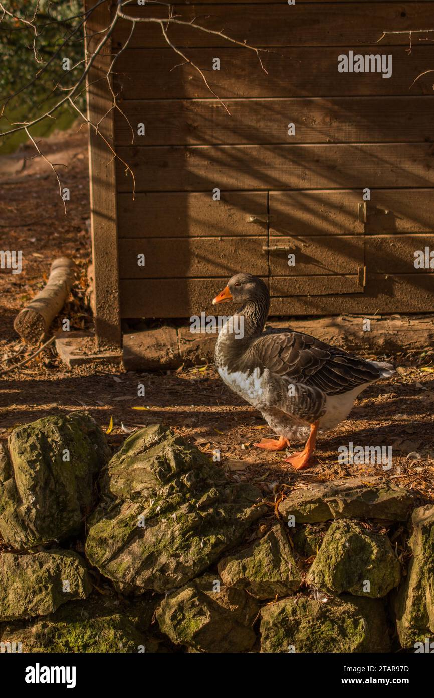 Hausente zu Fuß auf ihrem Gebiet Stockfoto