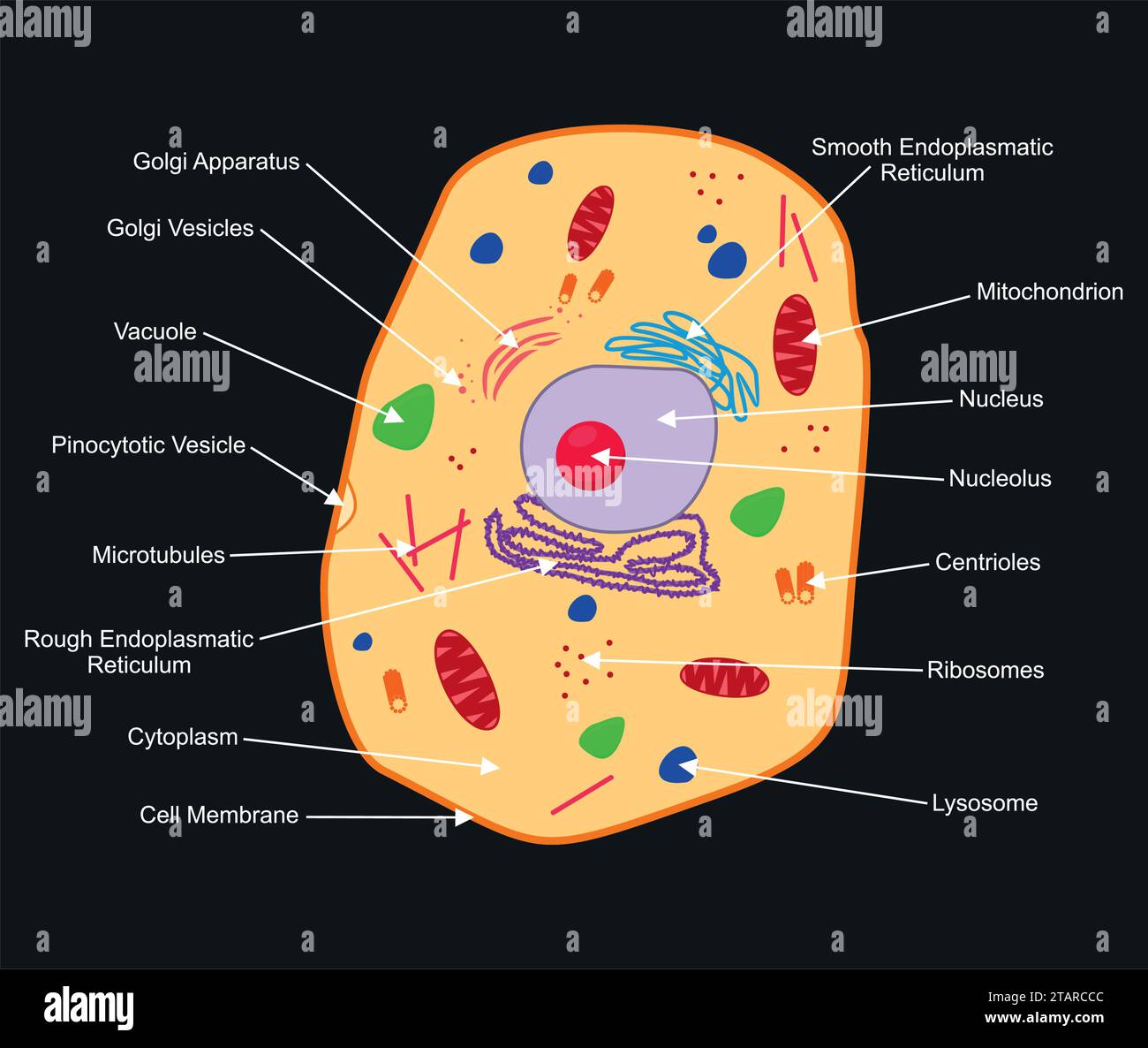 Tierische Zellstruktur. Querschnitt der Zelle detaillierte farbenfrohe Anatomie mit Beschreibung. Tierische Zelle in flacher Form isoliert auf dunklem Hintergrund. Stock Vektor