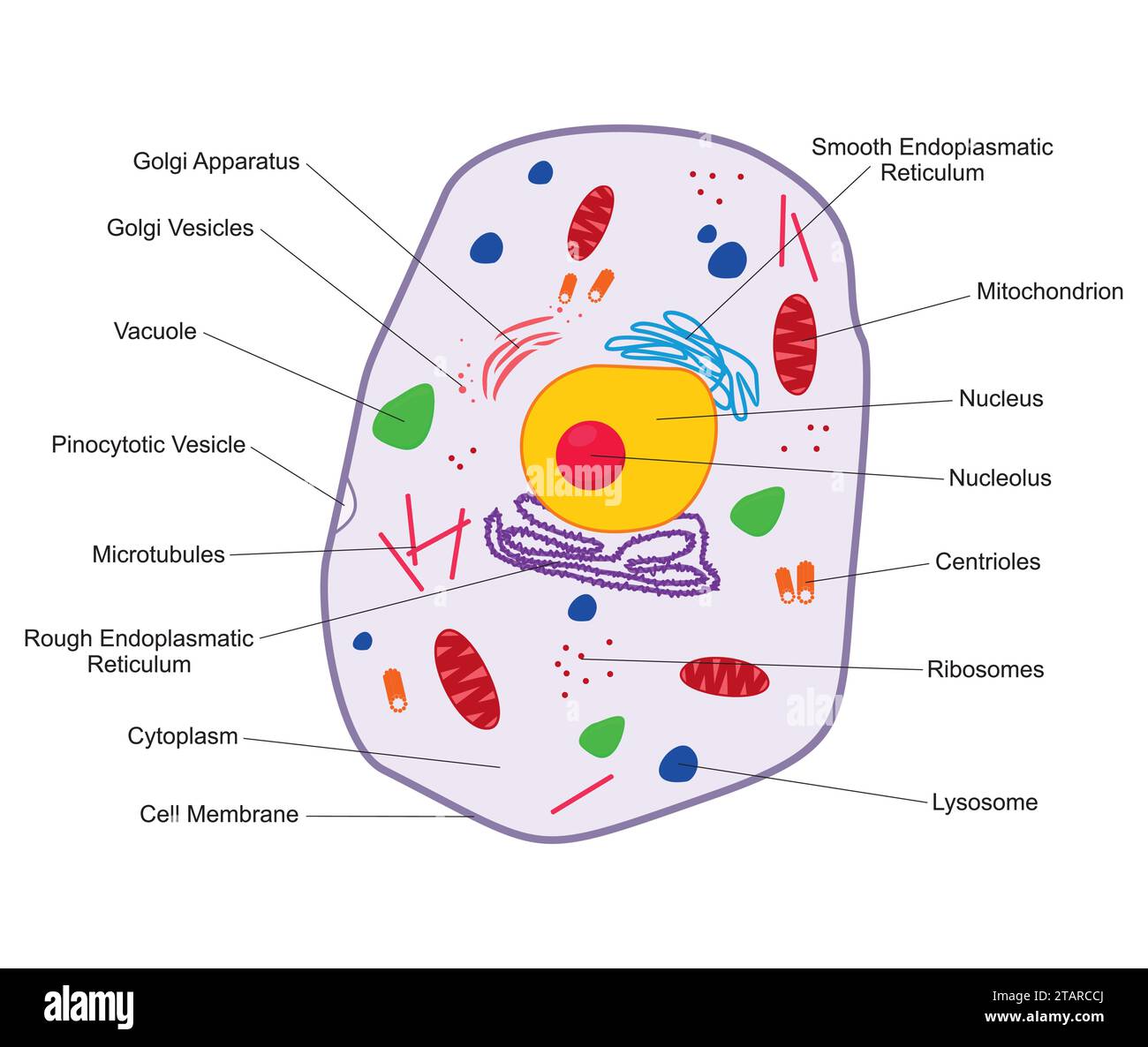 Tierische Zellstruktur. Querschnitt der Zelle detaillierte farbenfrohe Anatomie mit Beschreibung. Tierische Zelle in flacher Form isoliert auf weißem Hintergrund. Stock Vektor