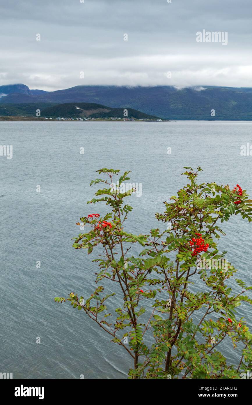 Europäische Gebirgsasche (Sorbus aucuparia L.) mit roten Beeren, auch bekannt als Dogberry oder Rowan Tree, Woody Point, Bonne Bay, Neufundland, Kanada Stockfoto