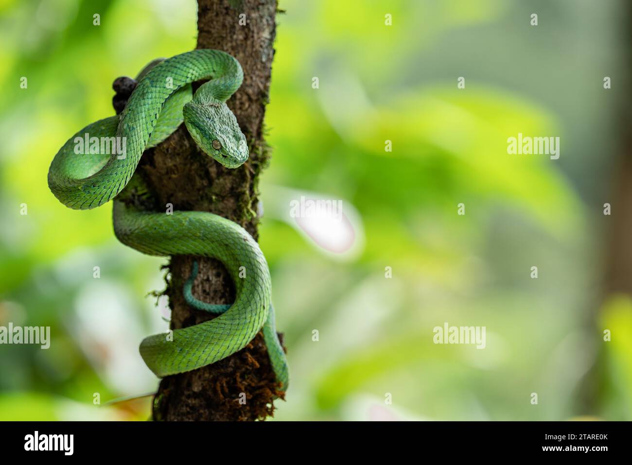 Grüne Viper, Costa Rica, Mittelamerika Stockfoto