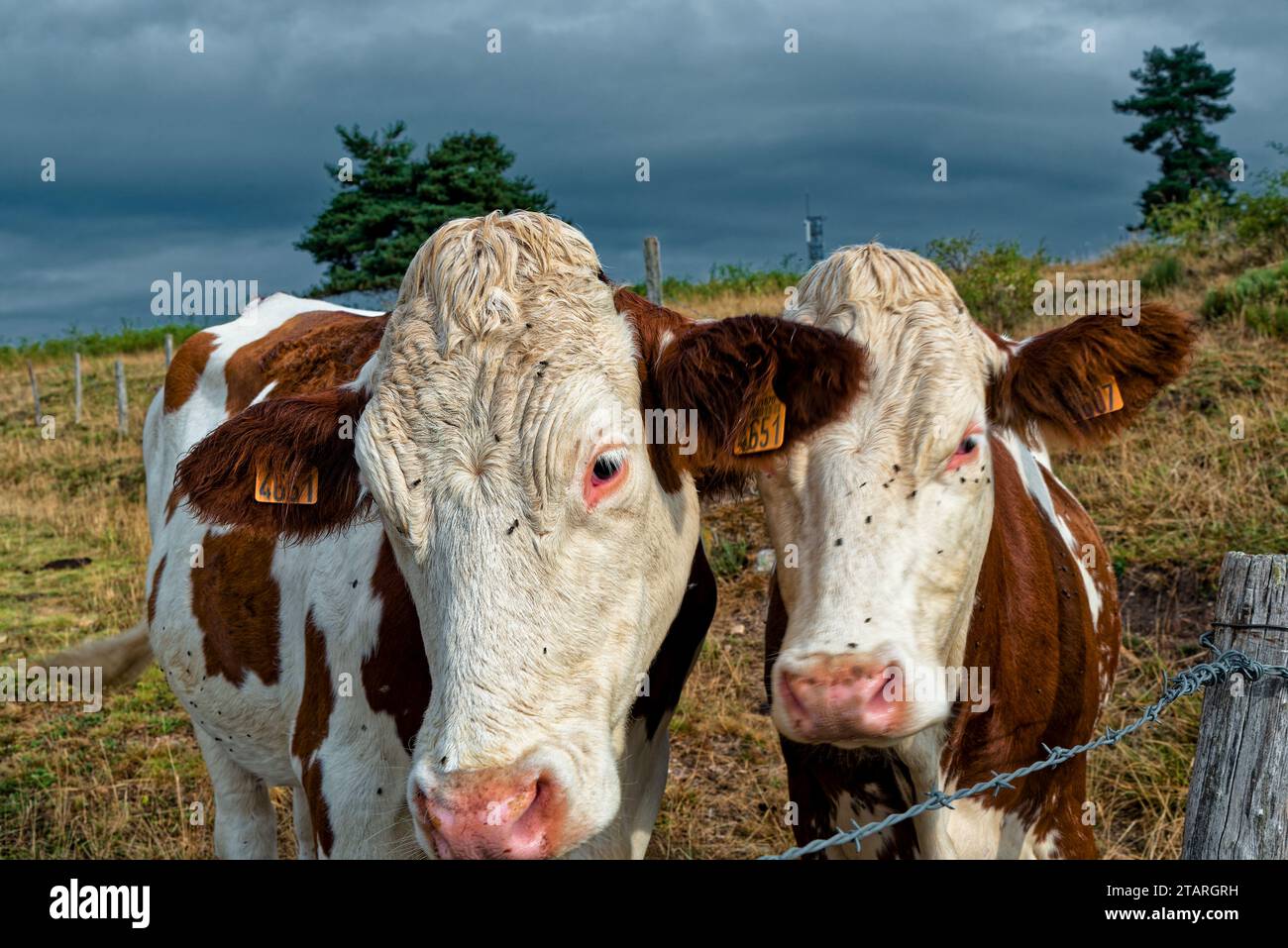 Vaches dans un Champ de lozere à la fin de la journée – Kühe in einem lozere-Feld (Region occitanie, Südfrankreich) am Ende des Tages Stockfoto