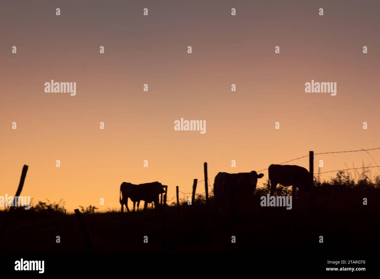 Vaches dans un Champ de lozere à la fin de la journée – Kühe in einem lozere-Feld (Region occitanie, Südfrankreich) am Ende des Tages Stockfoto