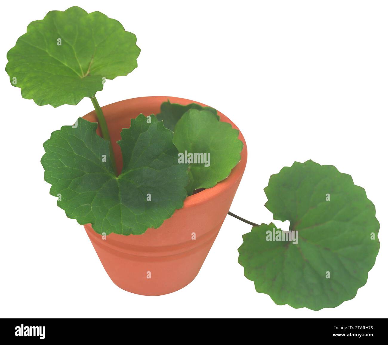 Ayurvedisches Thankuni oder gotu Kola auf weißem Hintergrund Stockfoto
