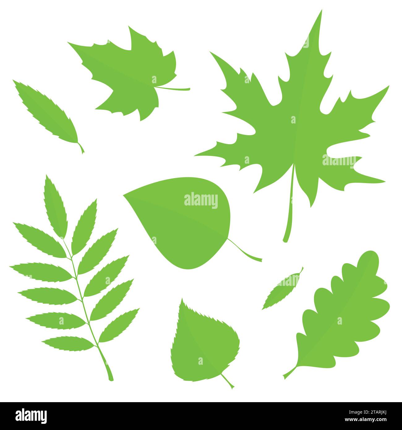 Set aus grünen Frühlingsblättern in flacher Form, isoliert auf weißem Hintergrund. Vektorabbildung. Stock Vektor