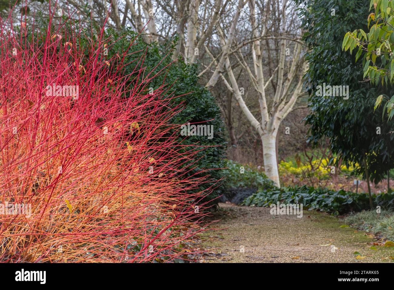 Buntes Hartholz (Cornus sanguinea „Anny's Winter Orange“) in den Savill Gardens im Dezember oder Winter in Surrey, England, Großbritannien Stockfoto