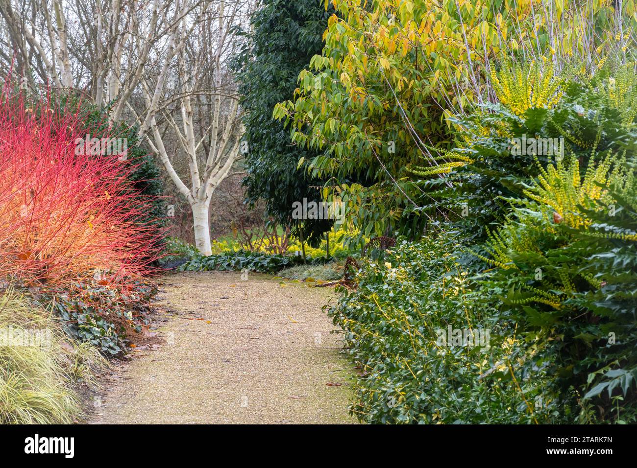 Landschaftsgarten in Savill Gardens im Dezember mit Hartholz (Cornus sanguinea „Anny's Winter Orange“) und Mahonia, Surrey, England, Großbritannien Stockfoto