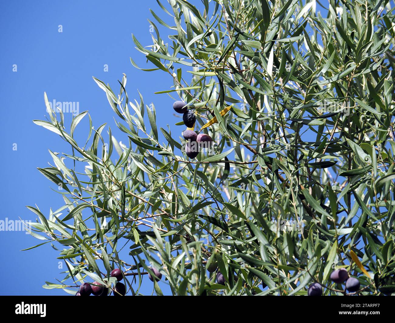 Olive, Olivenbaum, Olea europaea, Oleajfa, Sizilien, Sizilien, Italien, Europa Stockfoto