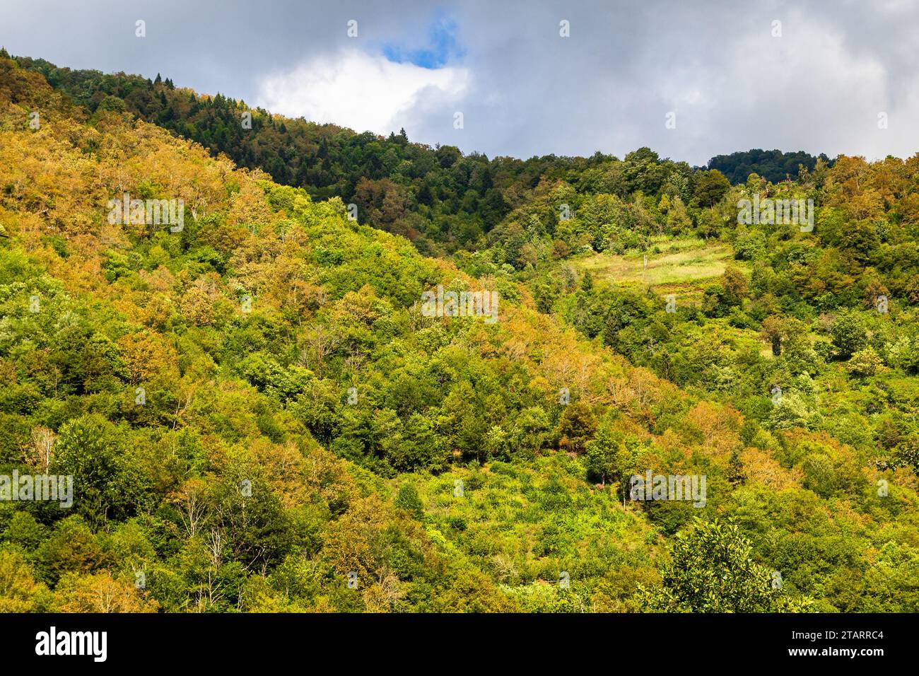 Reisen Sie nach Georgia - farbenfroher Wald am Berghang im Machakhela Nationalpark in der Nähe des Dorfes Tskhemlara in Adjara an bewölkten Herbsttagen Stockfoto