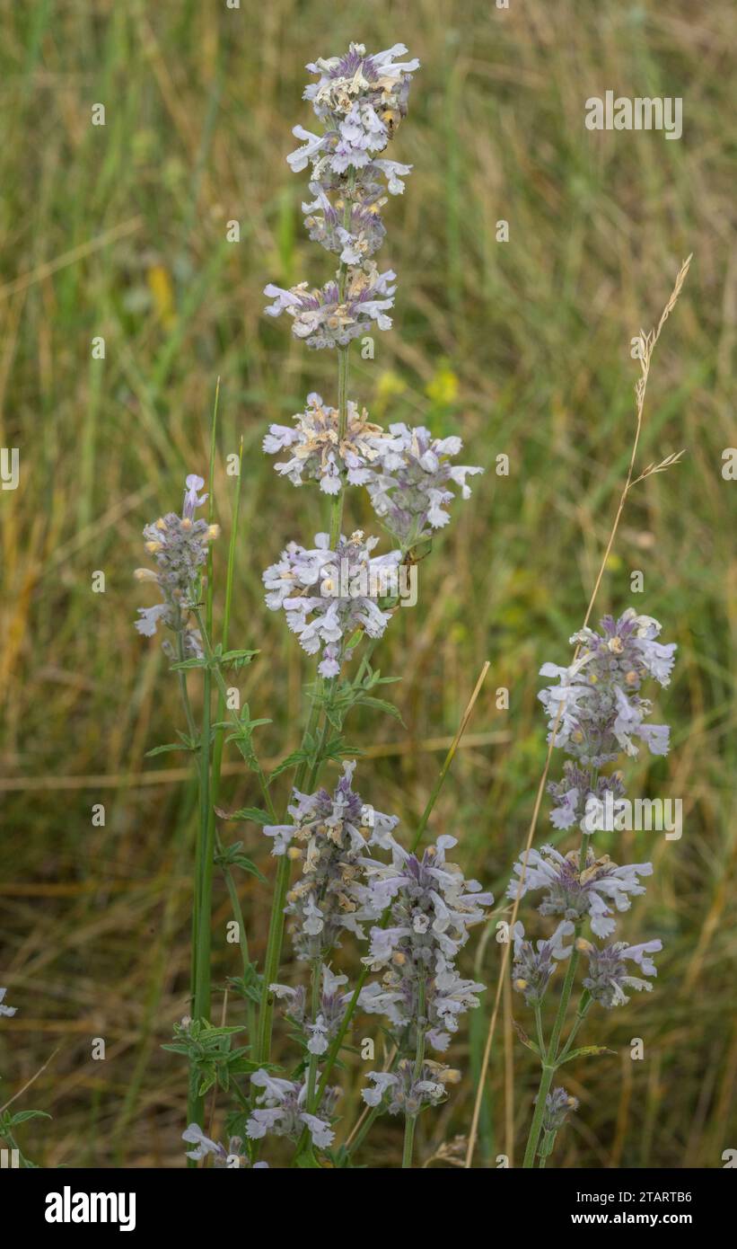 Kleine Katzenminze, Nepeta Nepetella in Blüte in den französischen Alpen. Stockfoto