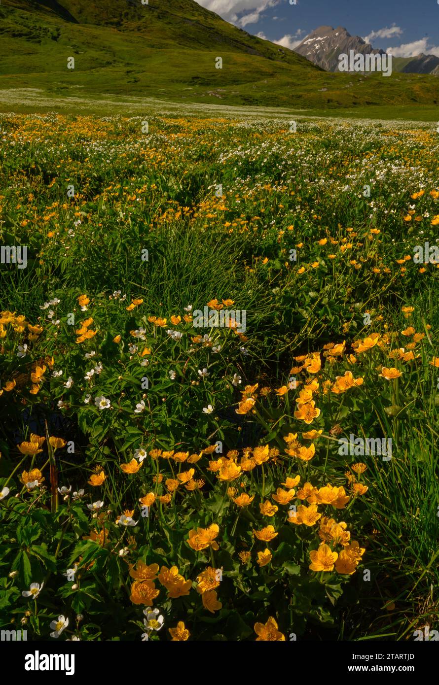 Ranunculus aconitifolius und Caltha palustris am Col de Petit St. Bernard Stockfoto