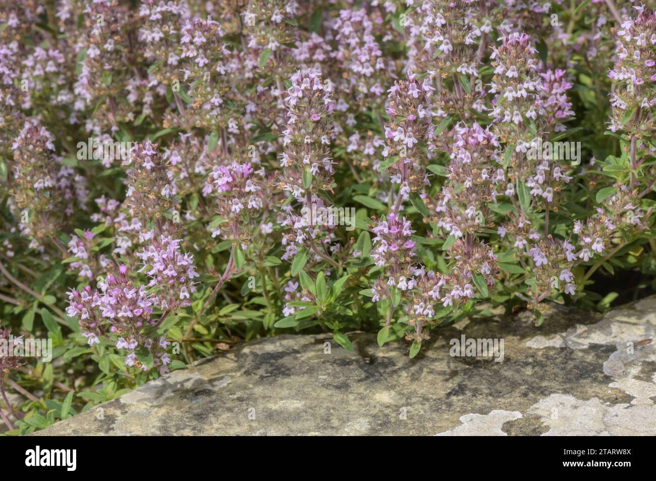 Ein wilder Thymian, Thymus sibthorpii aus Südosteuropa. Stockfoto