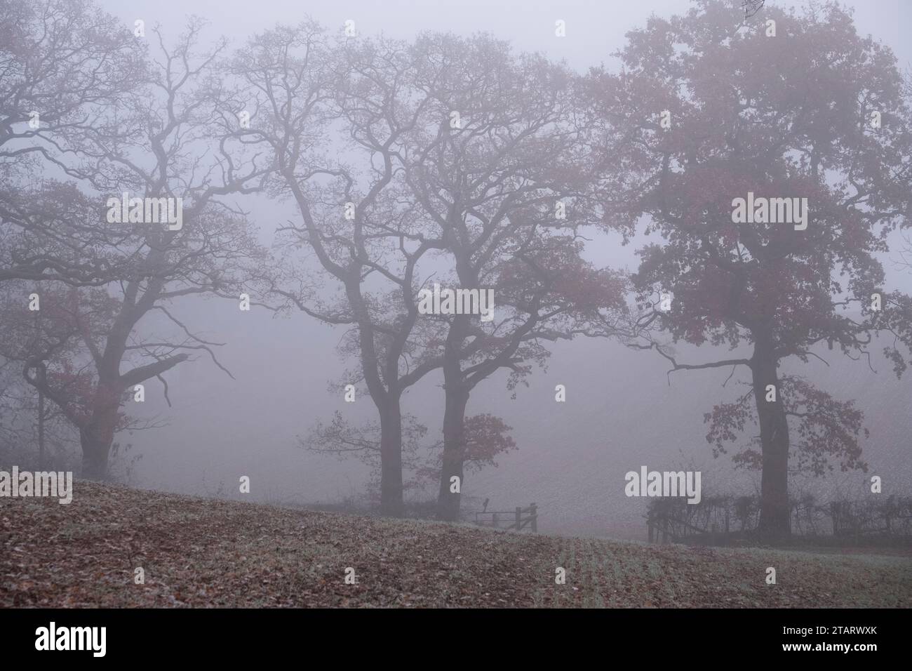 Am frühen Morgen hüllt Nebel die Landschaft in eine kalte Winterdecke, während einige der Bäume noch an ihren Herbstblättern festhalten, Worcestershire, England. Stockfoto