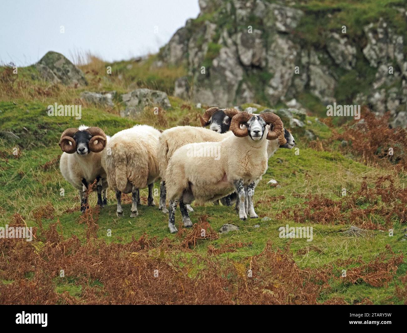 Gruppe von 5 schroffen weißen Dickhornschafen mit massiven Hörnern, die auf rauer Weide auf der Insel Mull, Schottland, Großbritannien, grasen Stockfoto