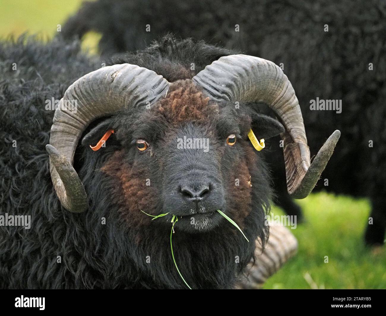 Schwarze schottische Dickhornschafe mit massiven Lockenhörnern starren in die Kamera, während sie Gras kauen auf der Insel Mull, Schottland, Großbritannien Stockfoto